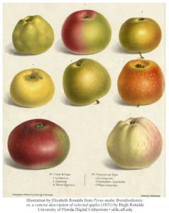 Illustration by Elizabeth Ronalds from Pyrus malus Brentfordiensis
