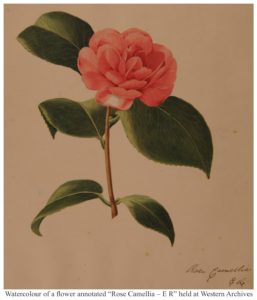 Watercolour of a flower annotated 
